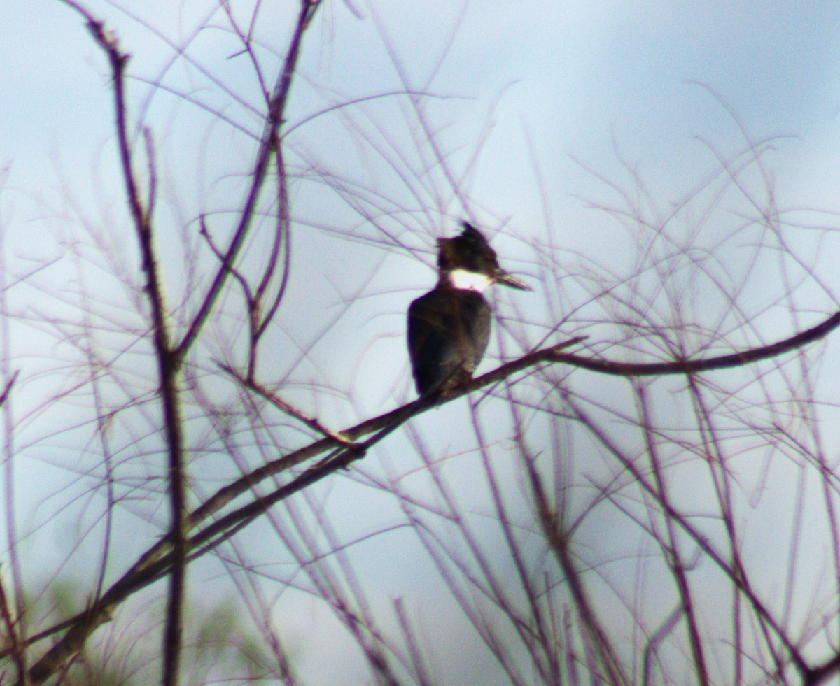 Belted Kingfisher - ML489491081