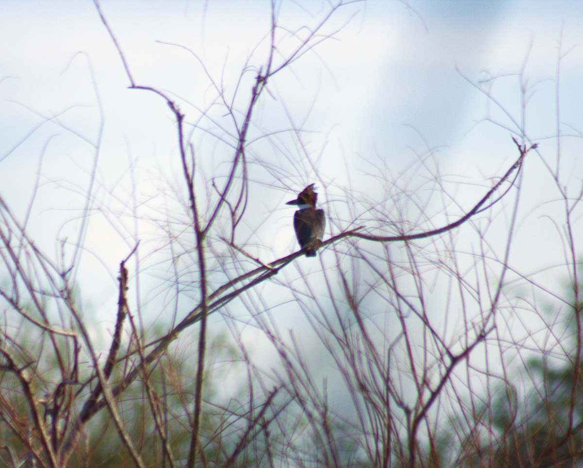 Belted Kingfisher - ML489491101