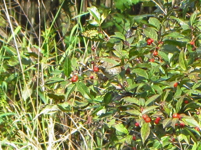 White-throated Sparrow - ML489491301