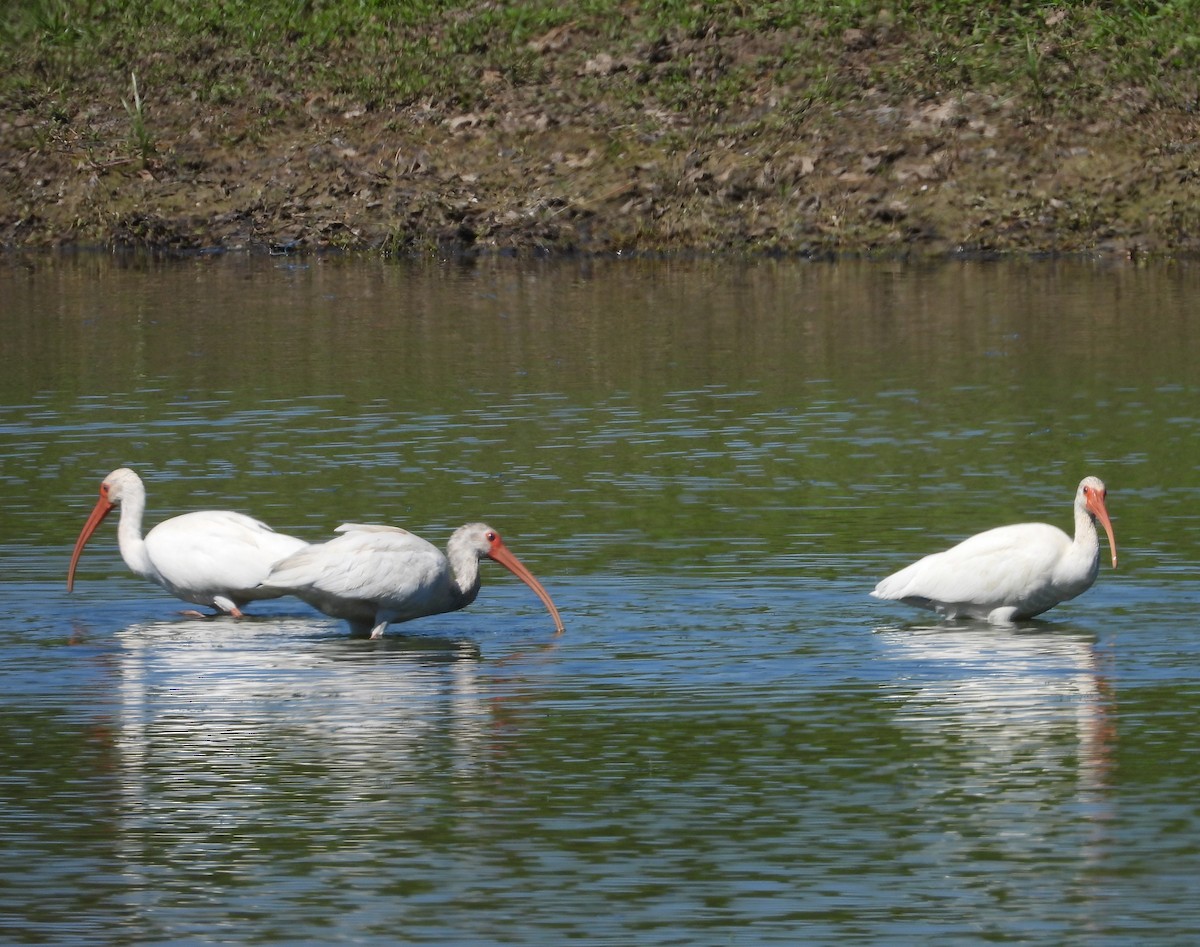 White Ibis - ML489491731