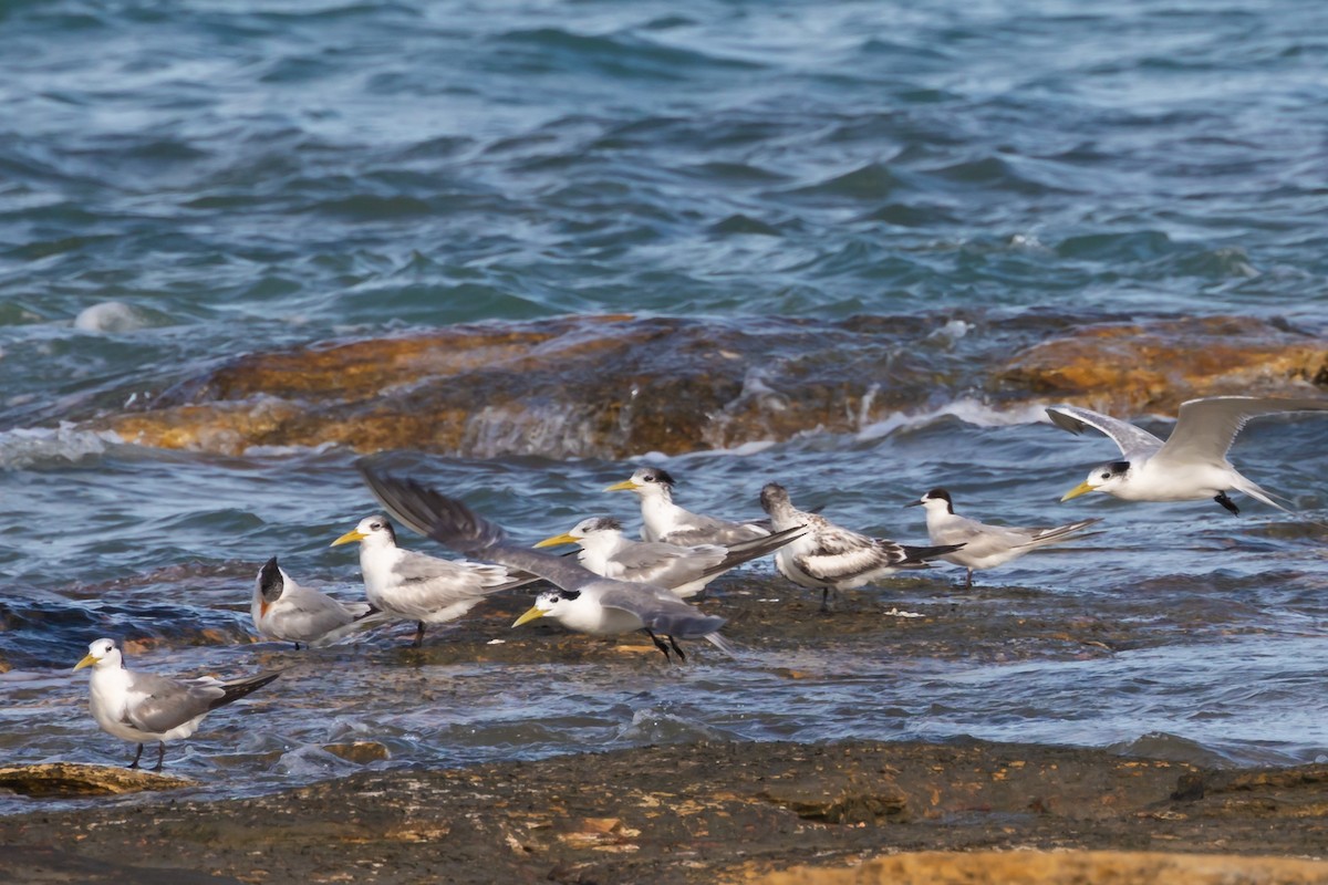 Common Tern - ML489492061