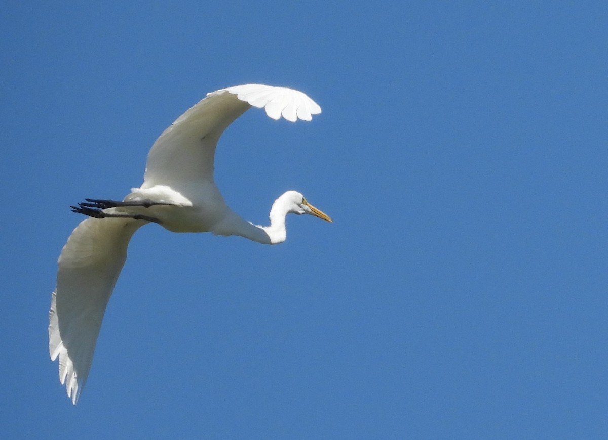 Great Egret - ML489492391