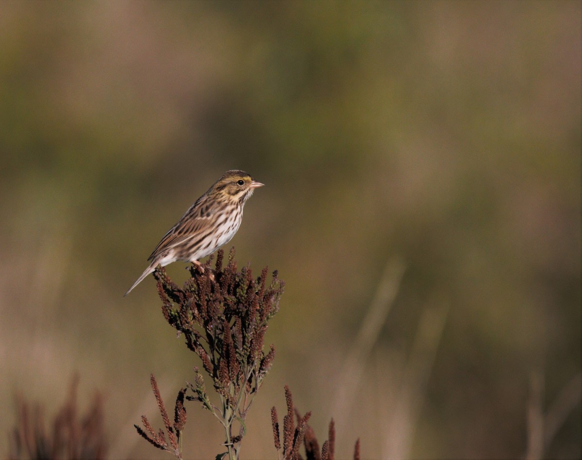 Savannah Sparrow - ML489492511