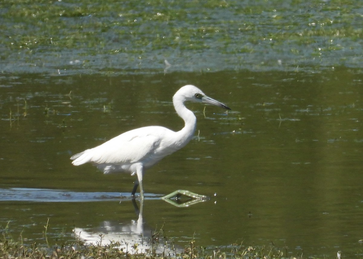 Little Blue Heron - ML489493121