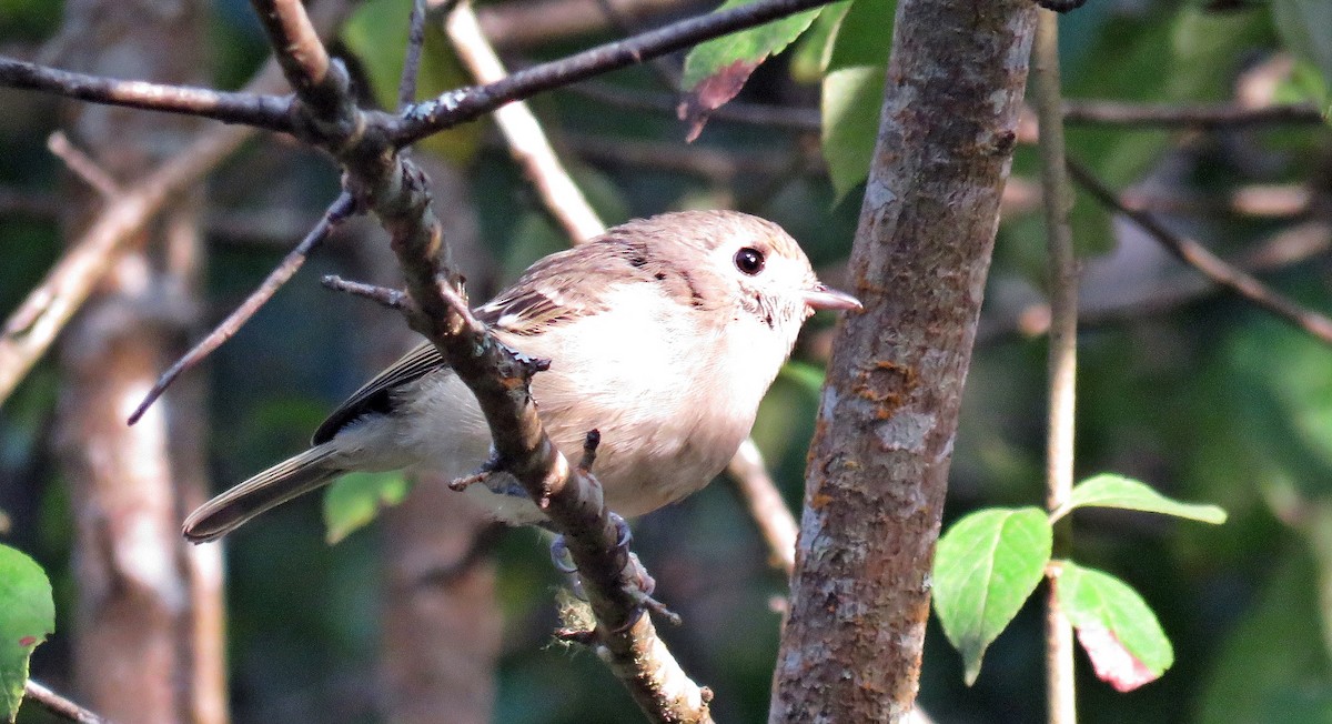 Hutton's Vireo - Ken Burton