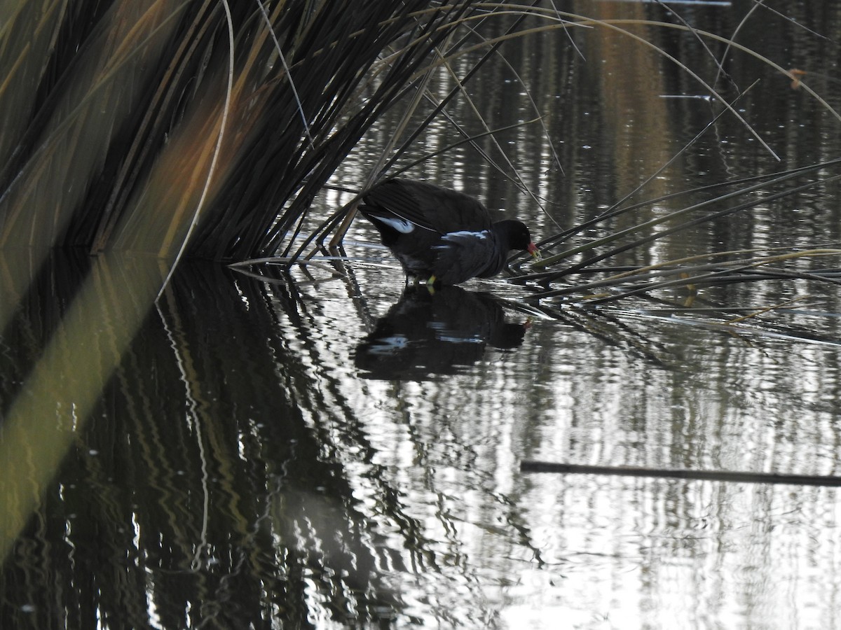 Common Gallinule - Fernanda Ferrari