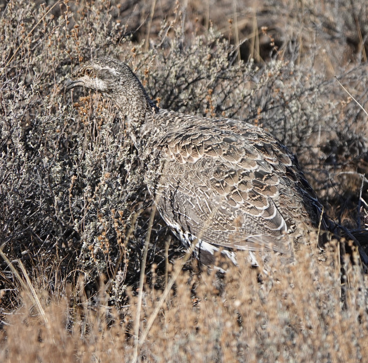 Greater Sage-Grouse - ML489497421