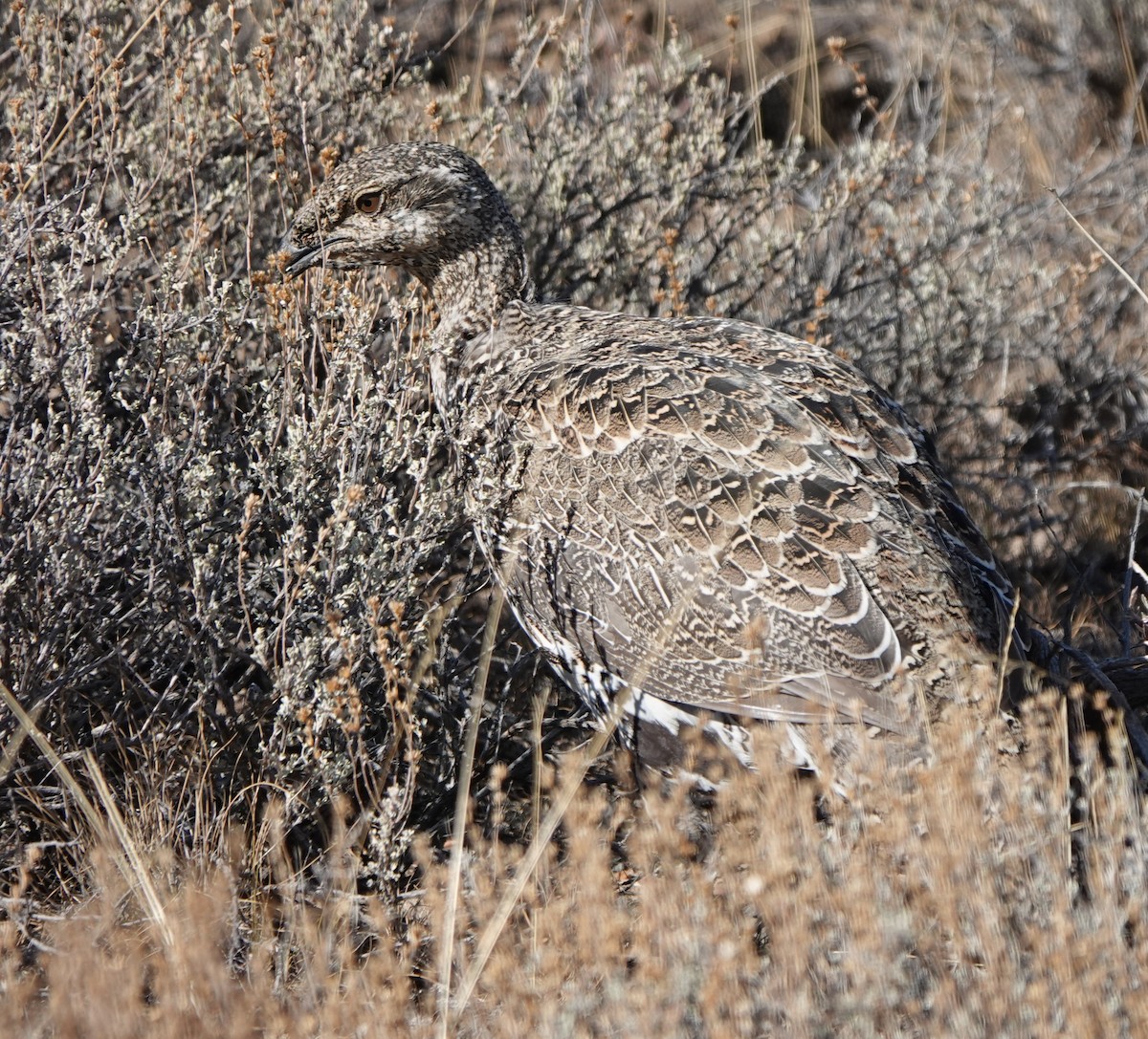 Greater Sage-Grouse - ML489497441