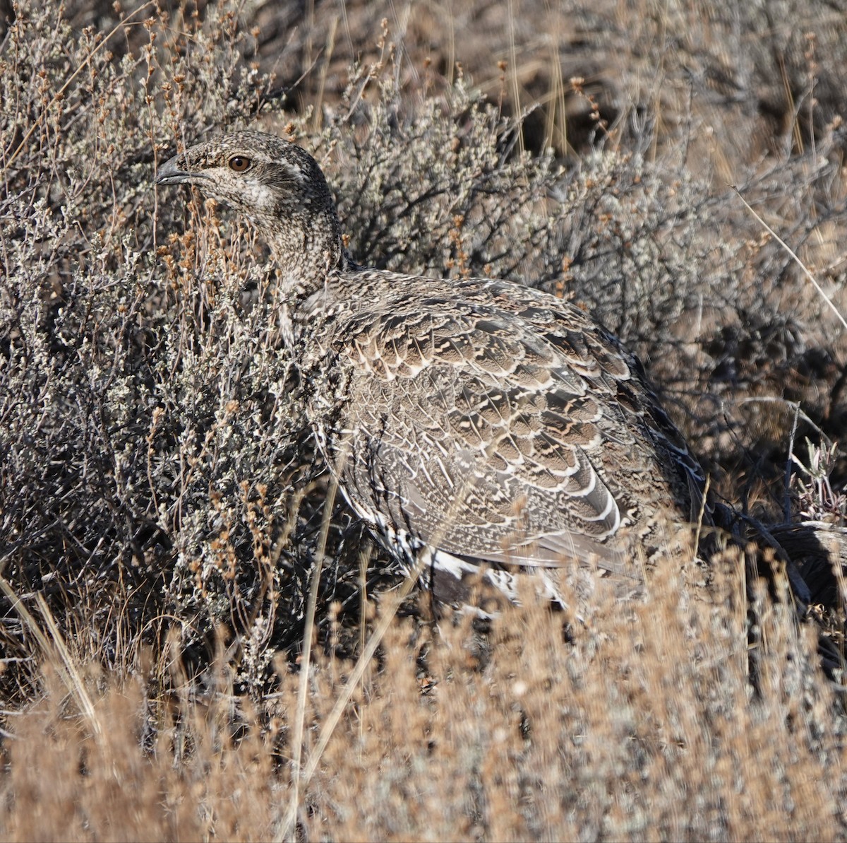 Greater Sage-Grouse - ML489497451