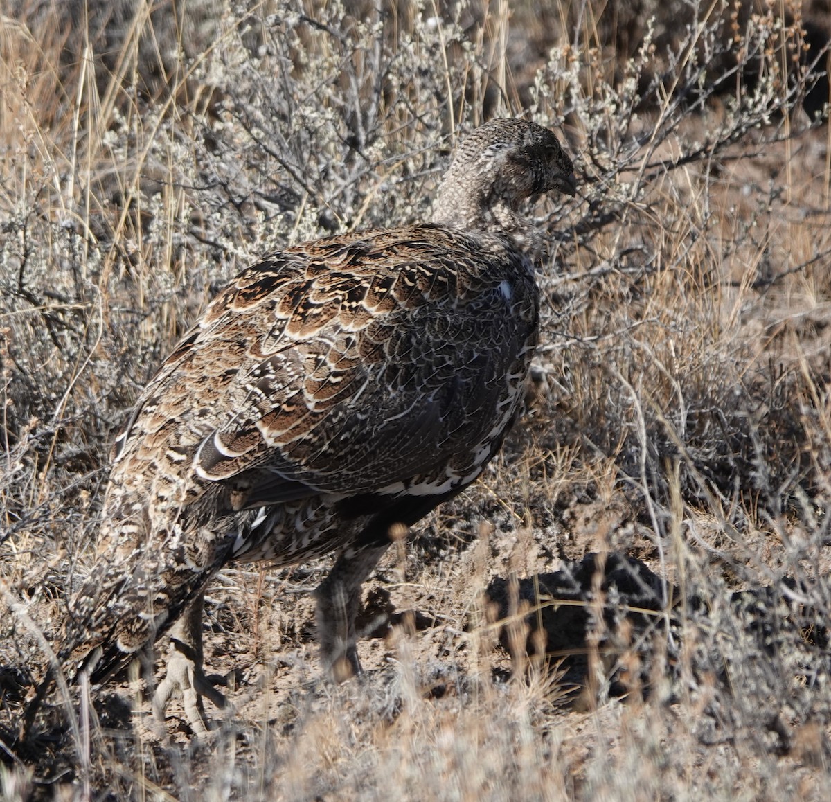 Greater Sage-Grouse - ML489497461