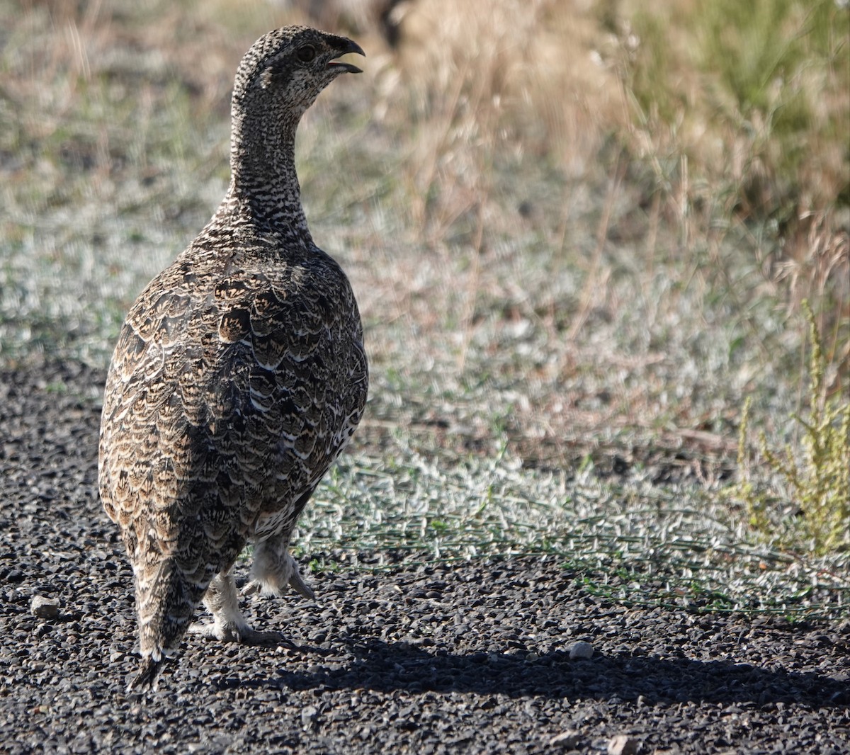 Greater Sage-Grouse - ML489497471