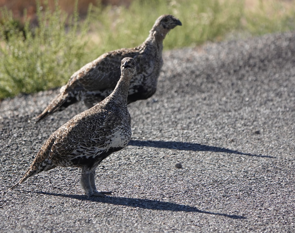 Greater Sage-Grouse - ML489497481