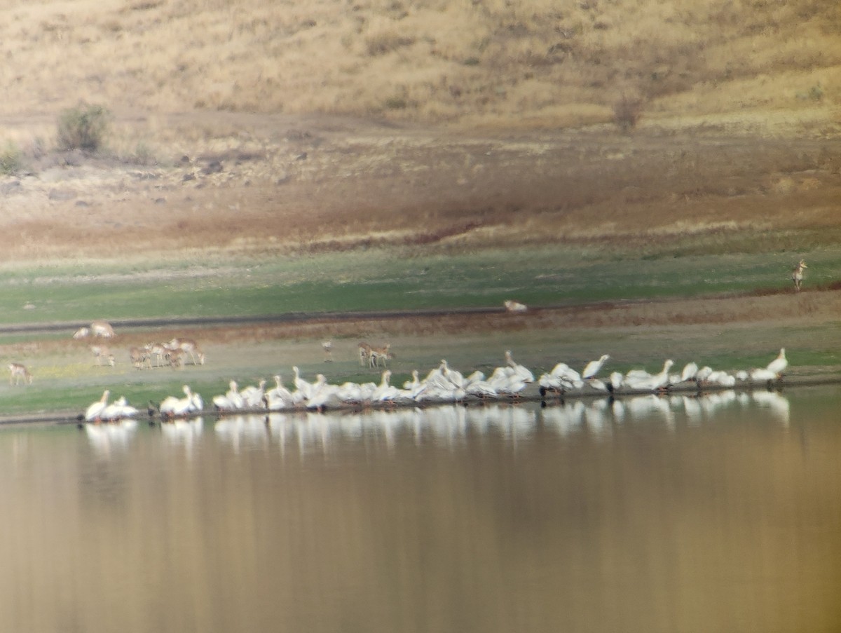 American White Pelican - ML489497921