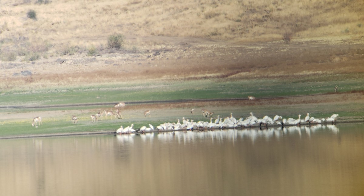 American White Pelican - ML489497931