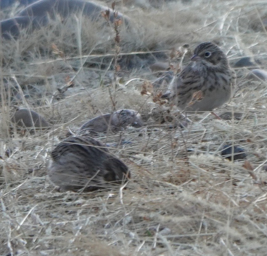 Vesper Sparrow - ML489498071