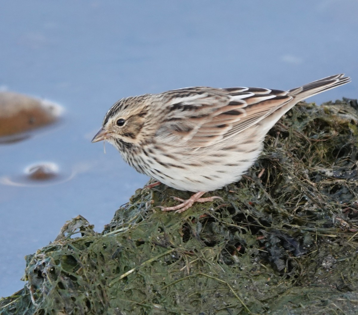 Savannah Sparrow - ML489498191