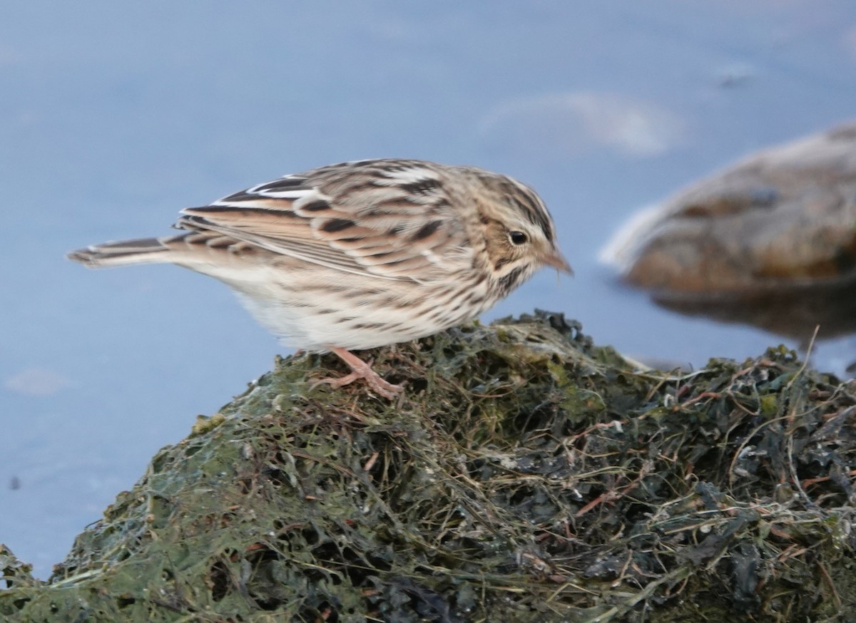 Savannah Sparrow - ML489498201