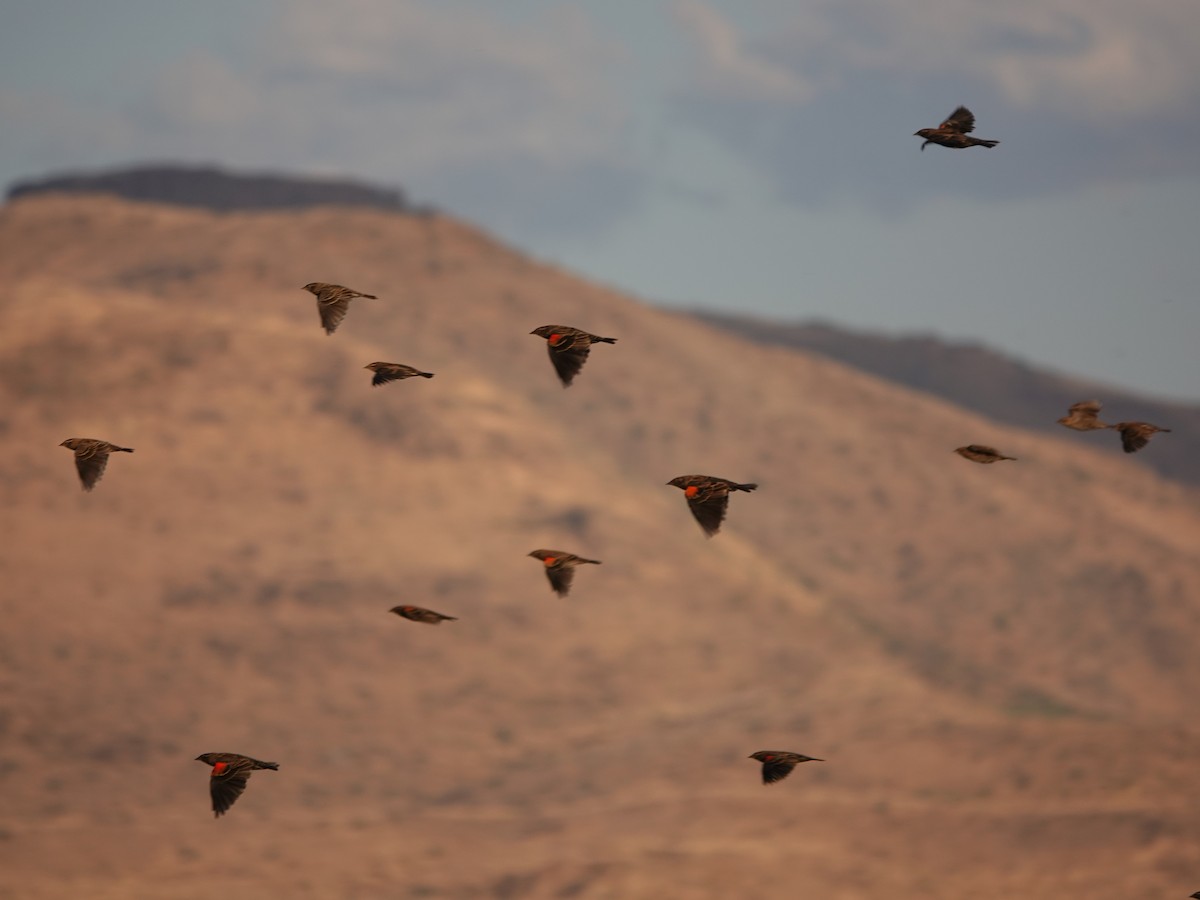 Red-winged Blackbird - ML489498371