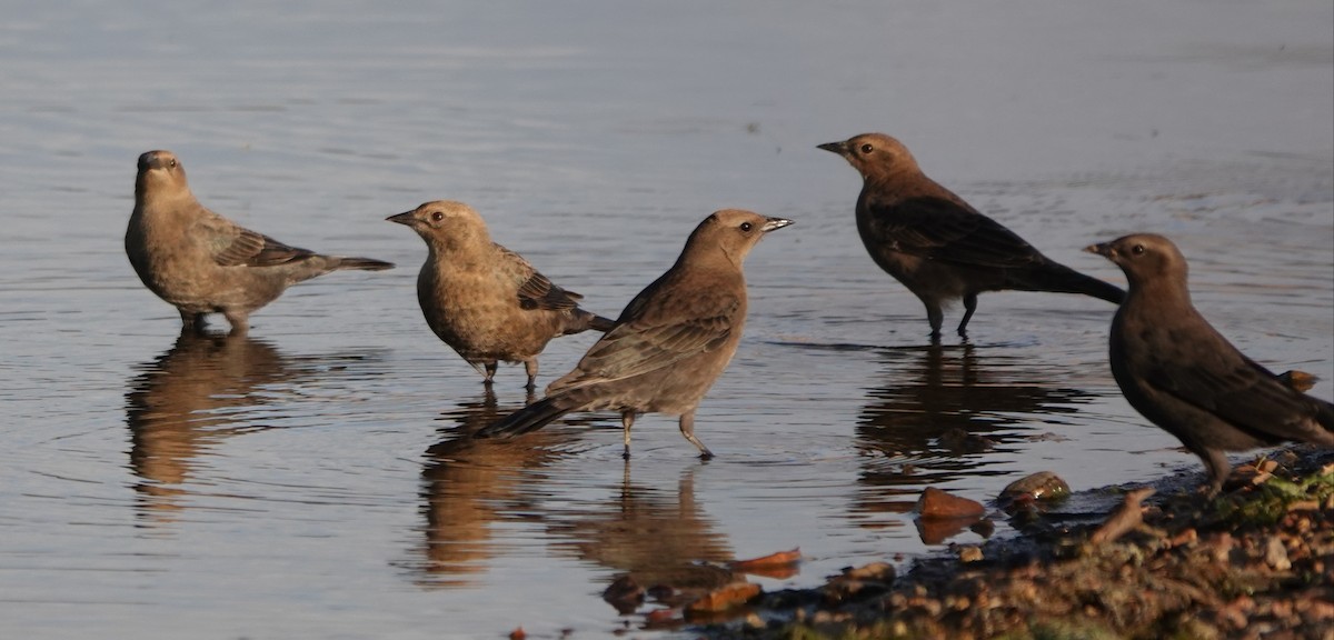 Brewer's Blackbird - ML489498501