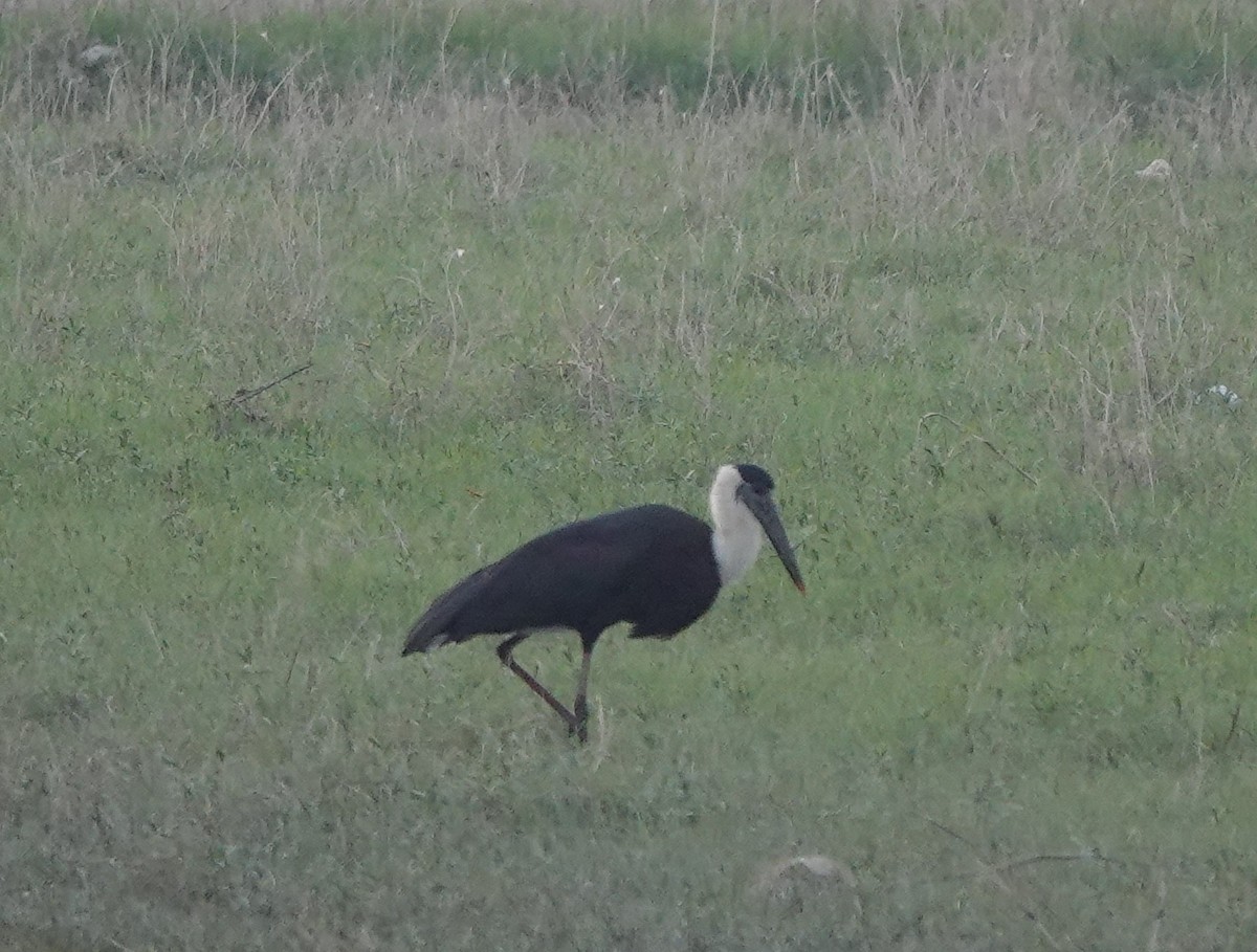 Asian Woolly-necked Stork - ML489499781