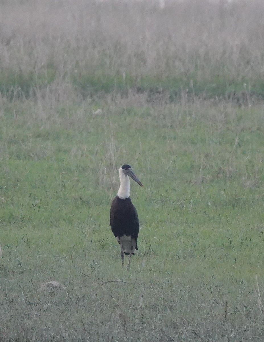 Asian Woolly-necked Stork - ML489499791