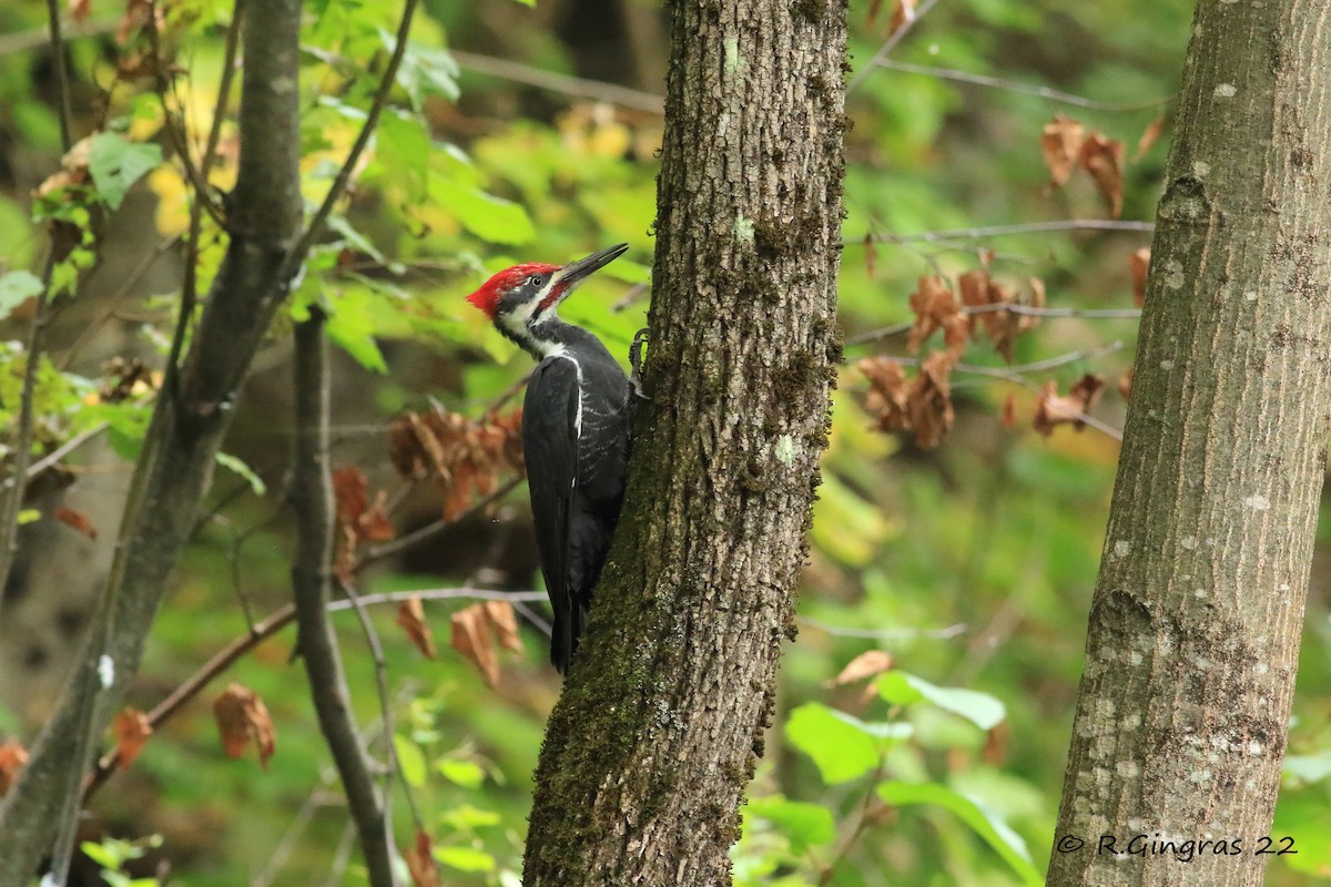 Pileated Woodpecker - ML489500781