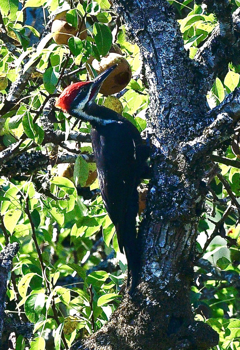 Pileated Woodpecker - ML489500811