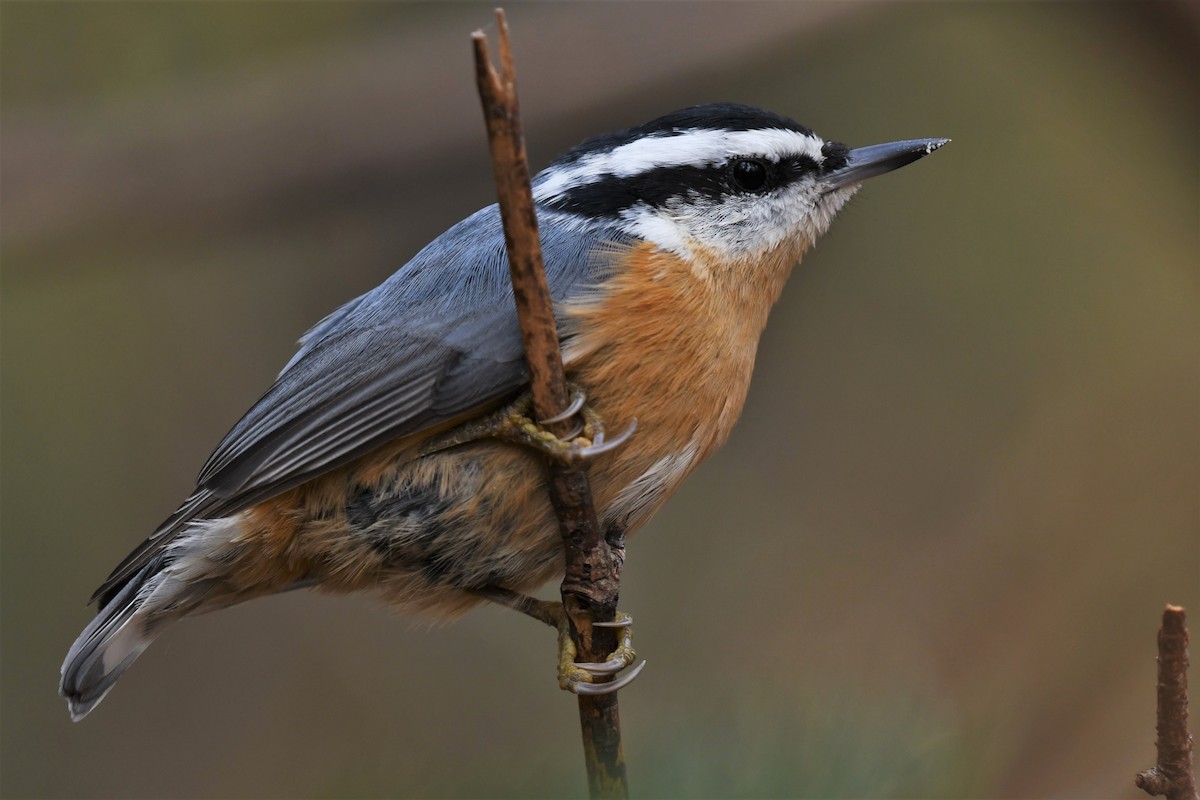 Red-breasted Nuthatch - ML489503621