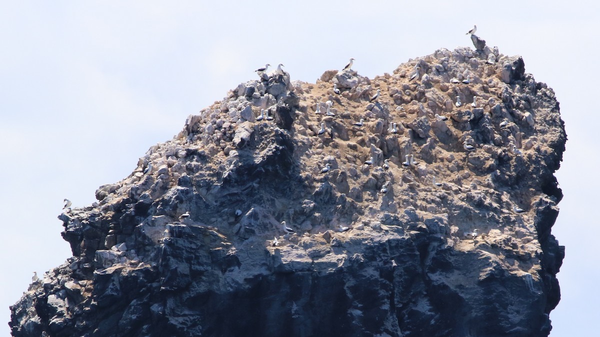 Masked/Nazca Booby - ML489503951