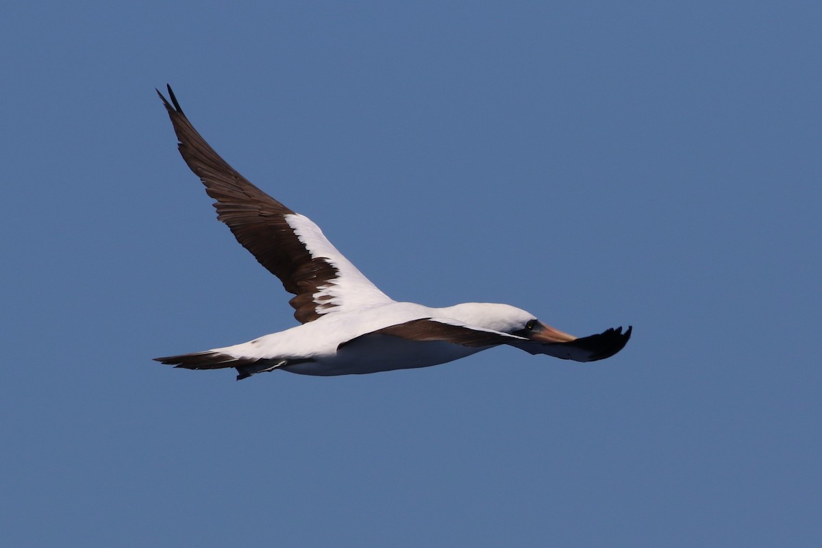 Nazca Booby - Robert McNab