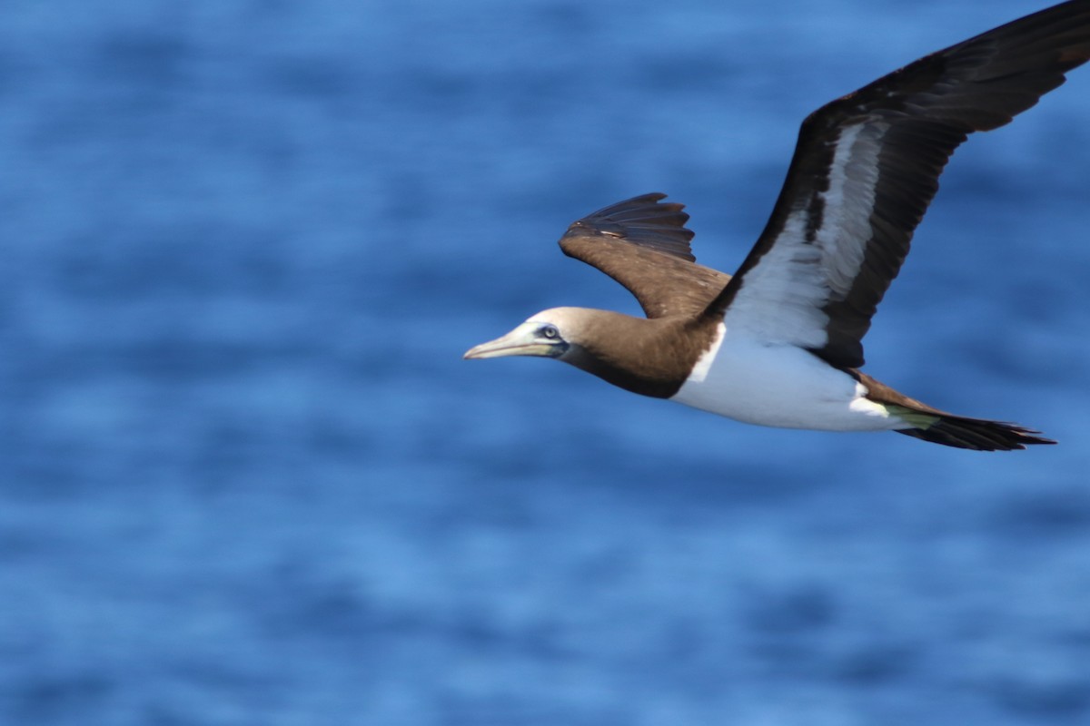 Brown Booby (Brewster's) - Robert McNab