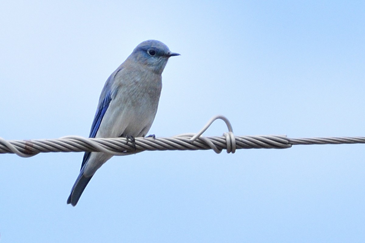 Mountain Bluebird - ML489505141