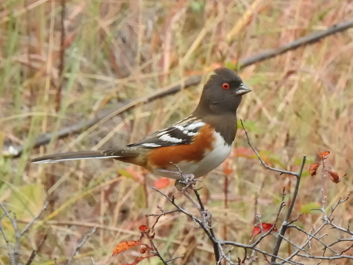 Spotted Towhee - ML489505211