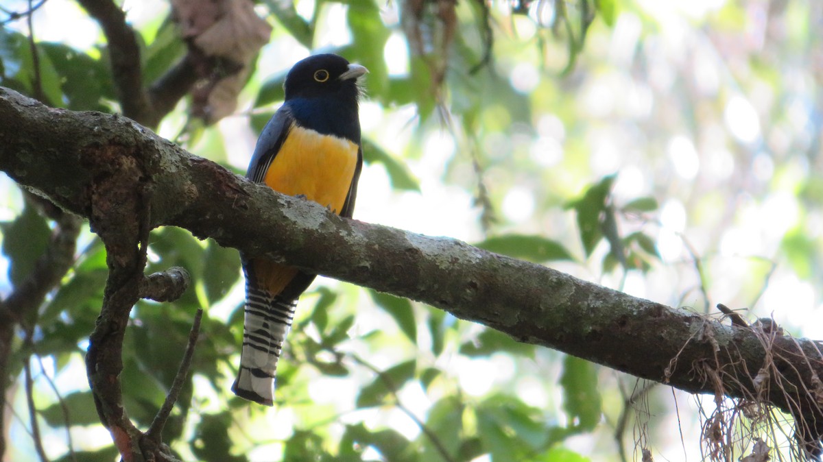 Gartered Trogon - ML489505671