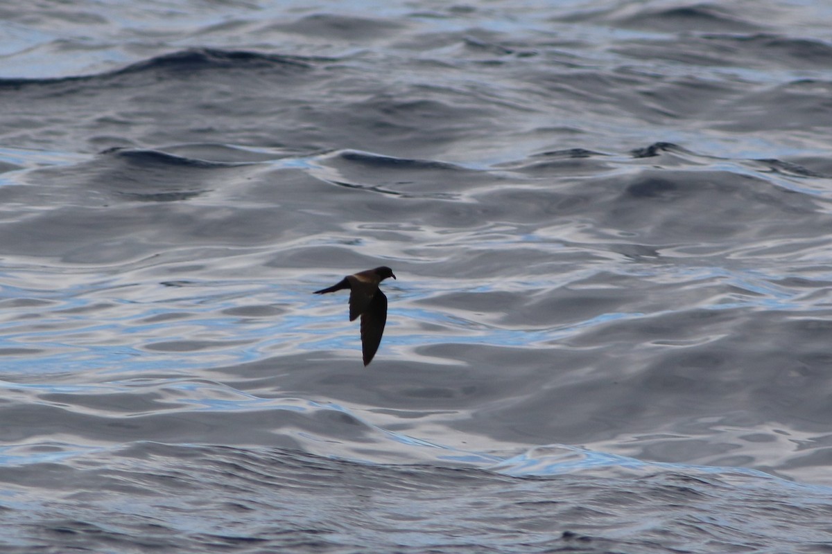 Black Storm-Petrel - Robert McNab