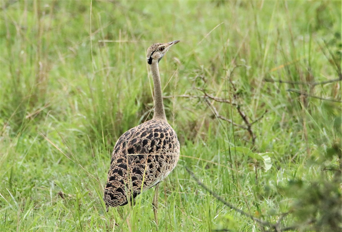 Black-bellied Bustard - ML489506631