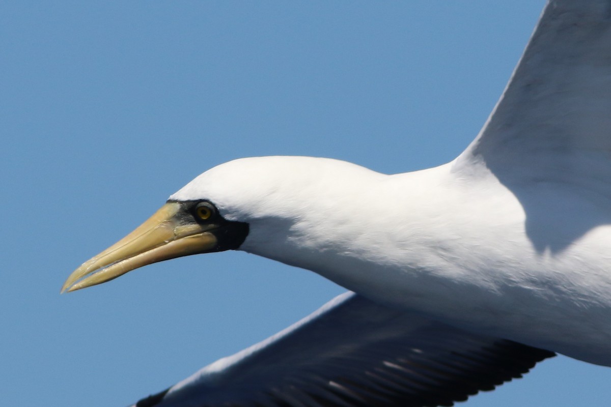 Masked Booby - Robert McNab