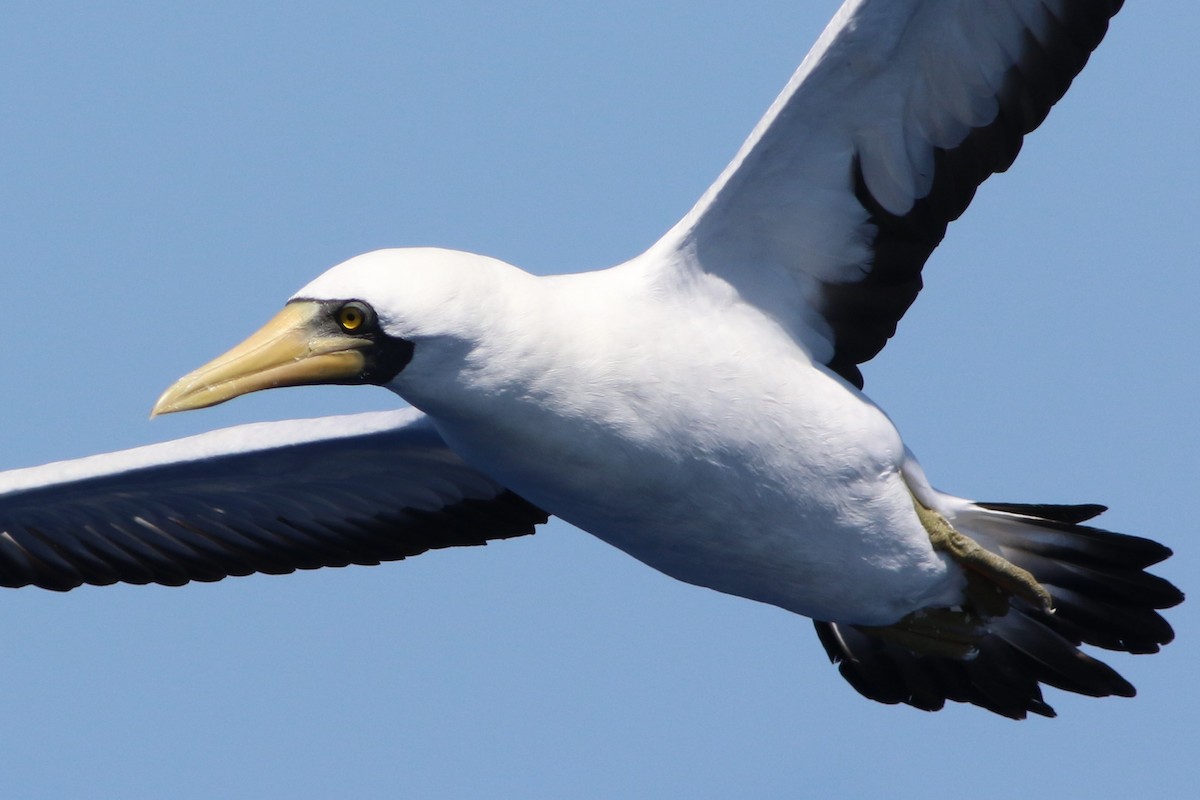 Masked Booby - ML489507301