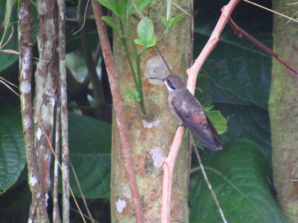 Brown Violetear - Luis Carlos Moreno