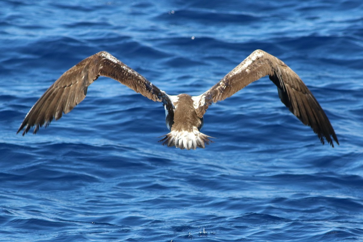 Masked/Nazca Booby - ML489507571