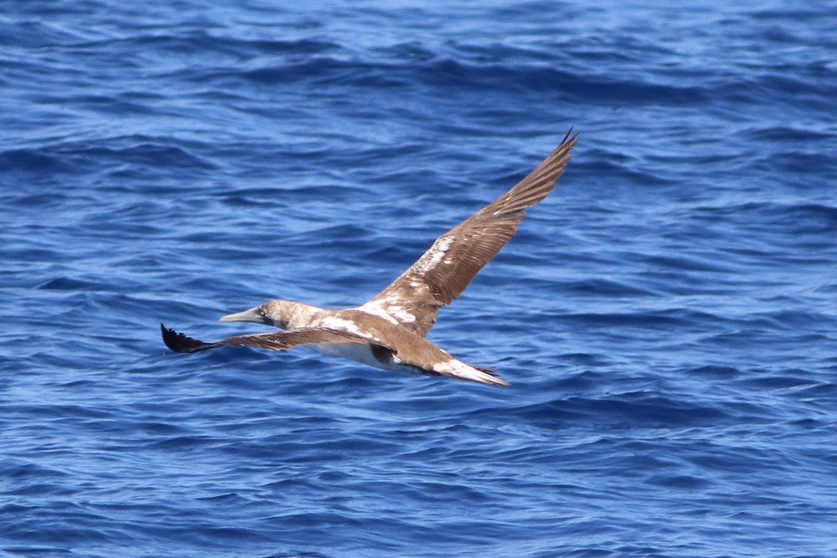 Masked/Nazca Booby - ML489507801