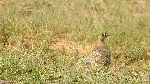 Painted Sandgrouse - ML489507981