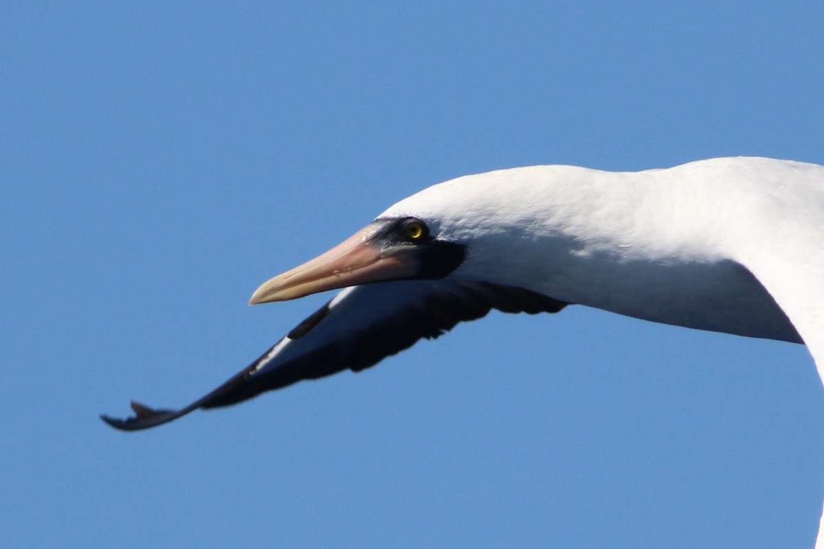 Nazca Booby - ML489508041