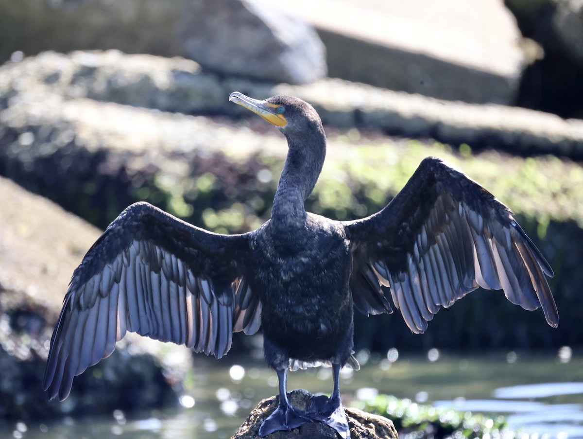 Cormorán Orejudo - ML489508391