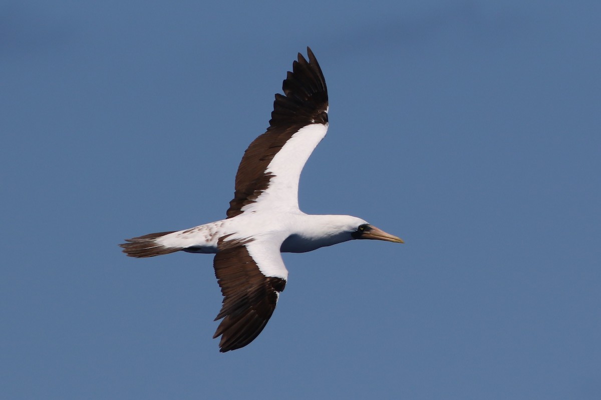 Nazca Booby - ML489508571