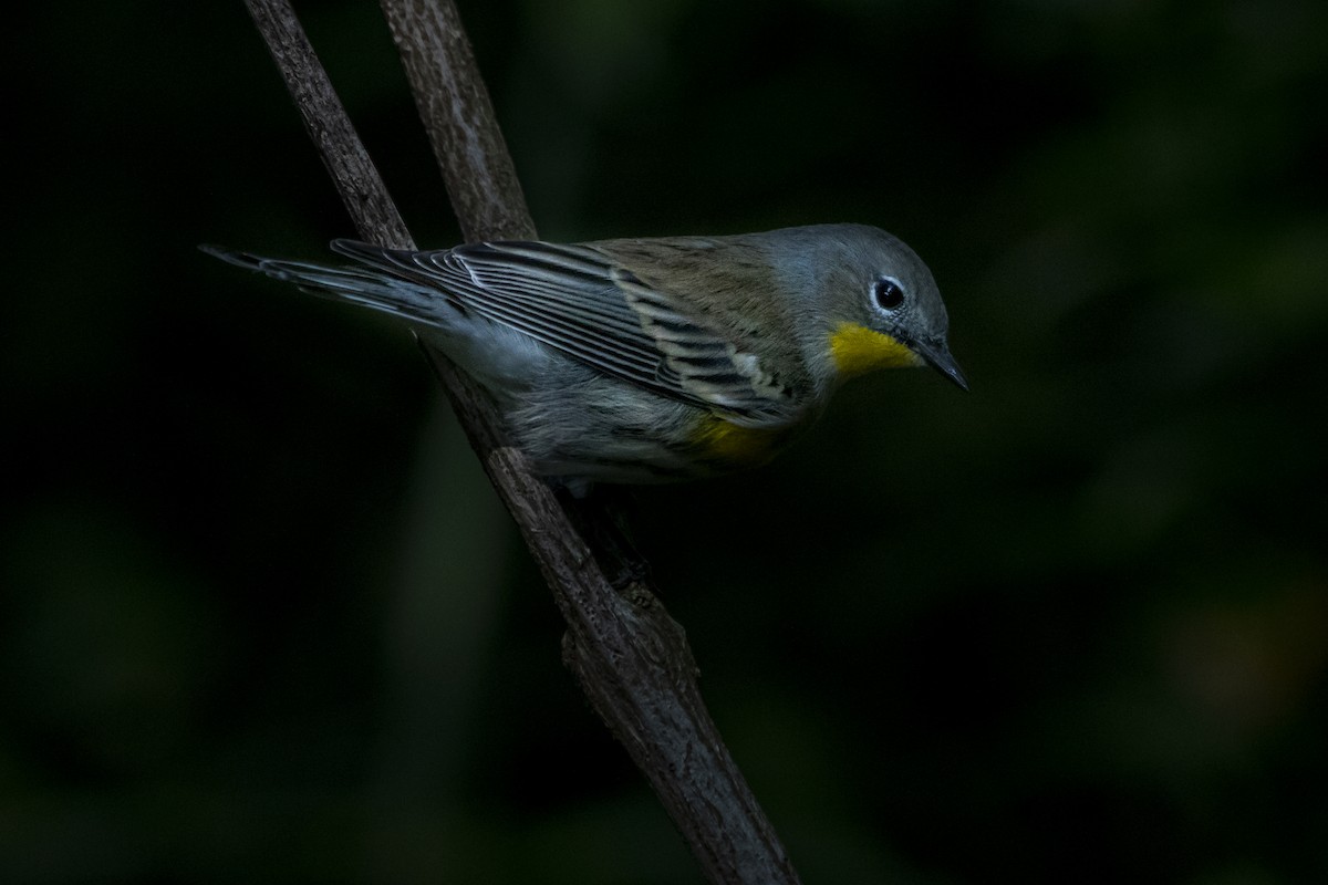 Yellow-rumped Warbler - ML489509221