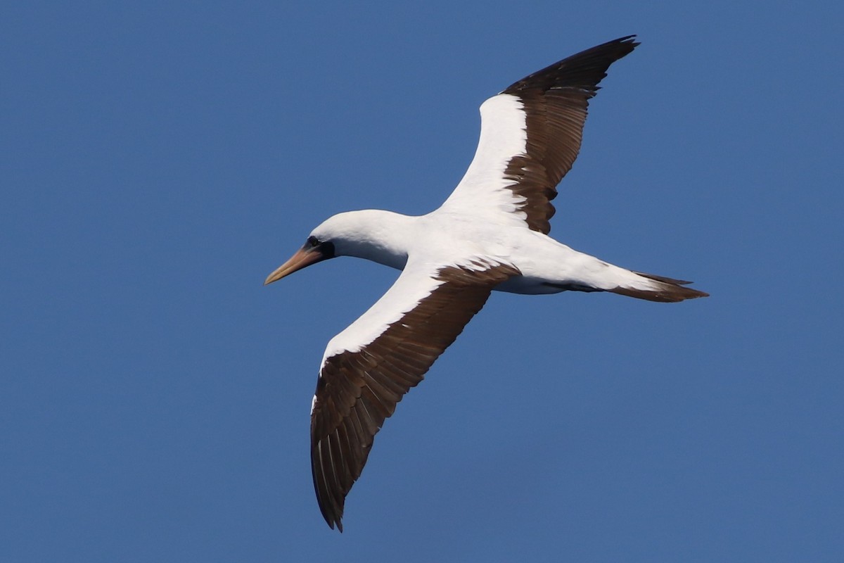 Nazca Booby - ML489509671