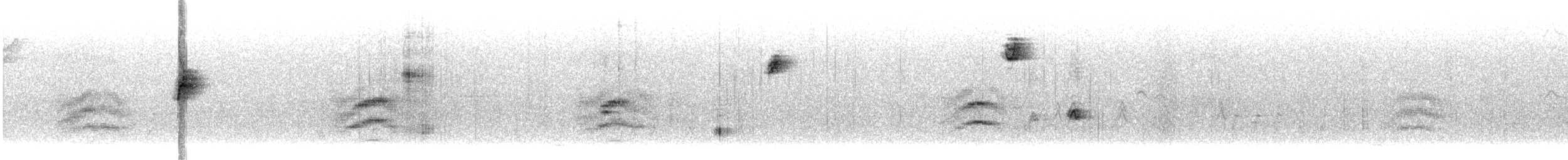 Тауї плямистий - ML489510431