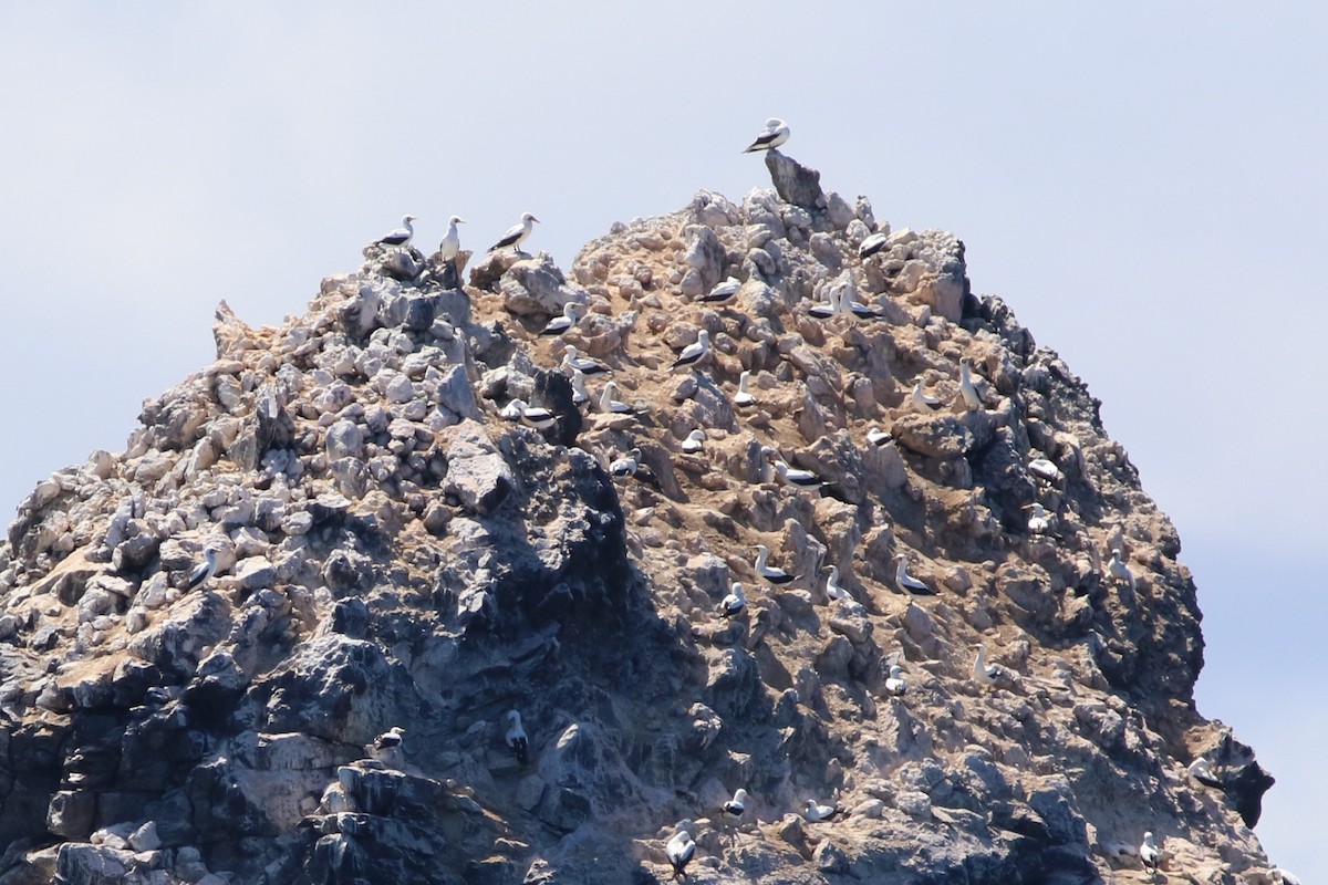 Masked/Nazca Booby - Robert McNab