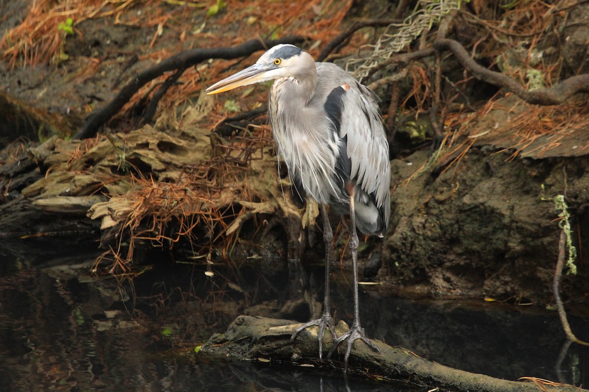 Great Blue Heron - ML489512171